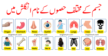 Parts of Body Names in English and Urdu with Pictures