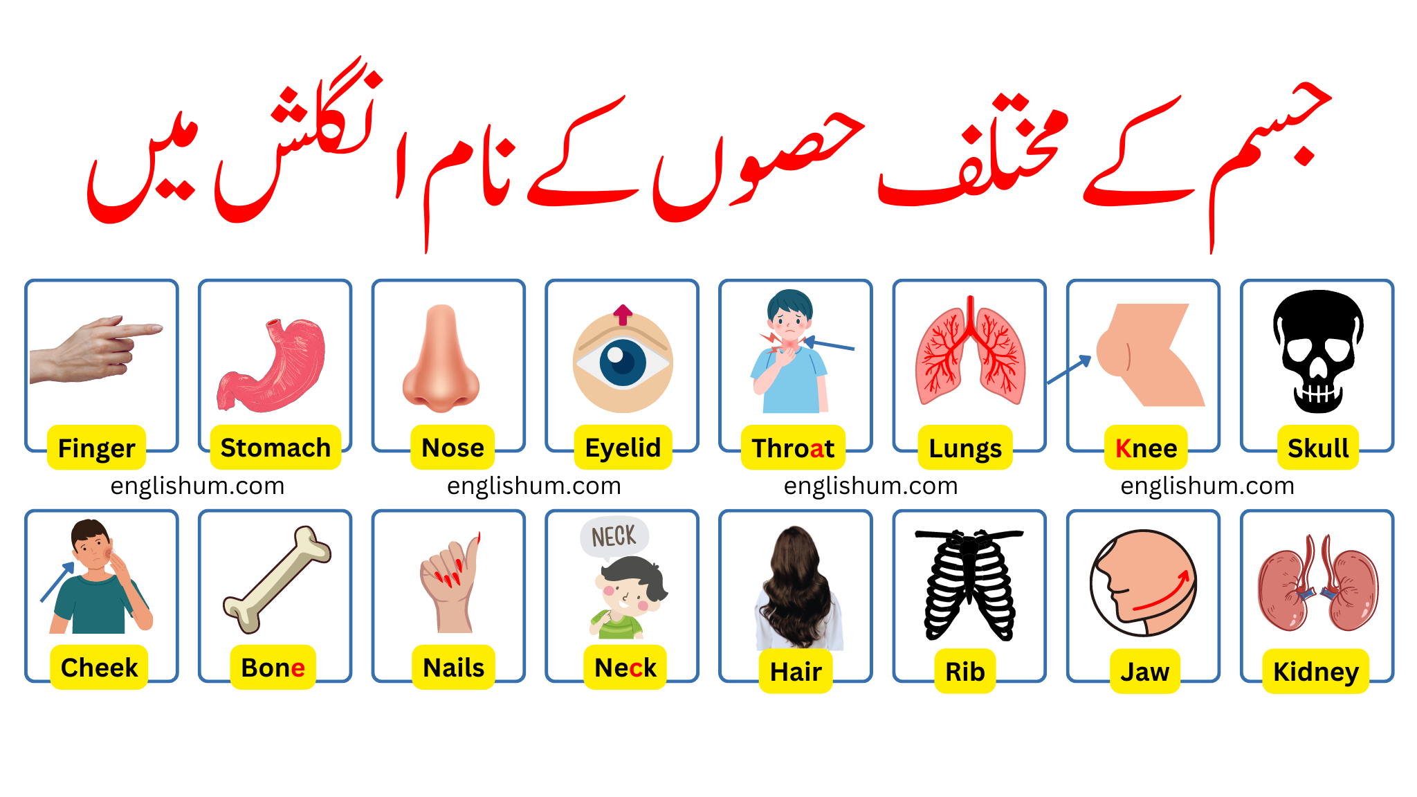 Parts of Body Names in English and Urdu with Pictures