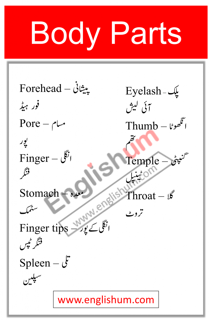 Parts of Body Names in English and Urdu