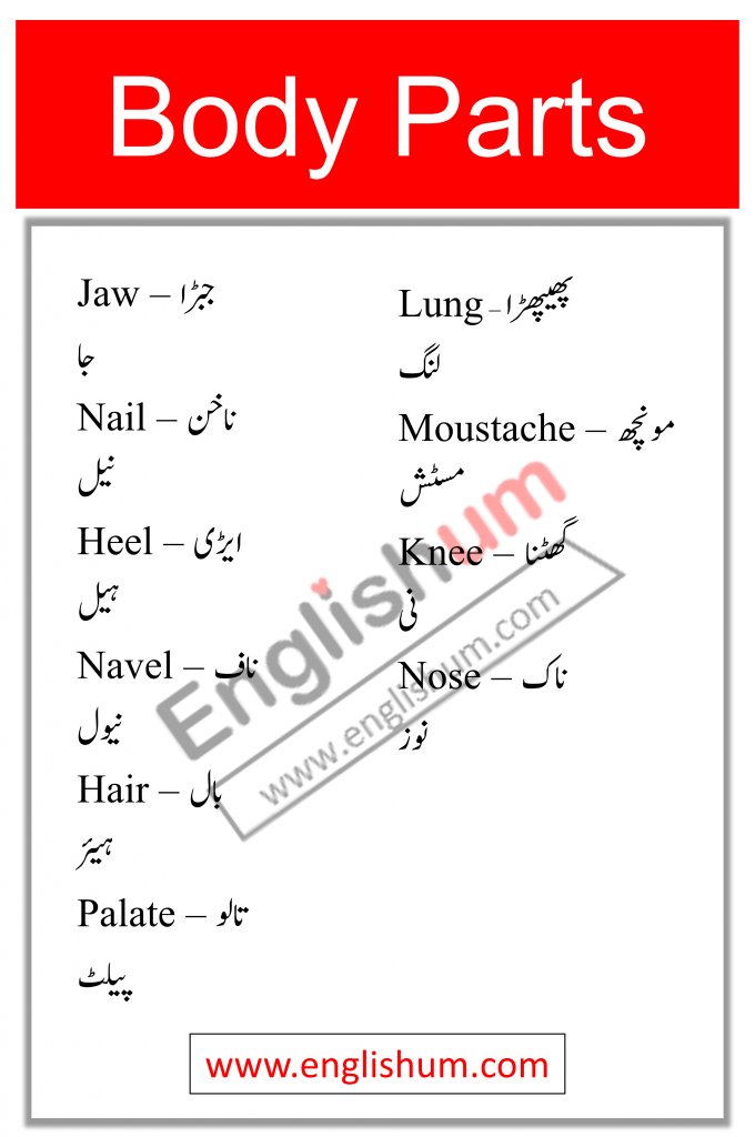 Parts of Body Names Vocabulary in Urdu