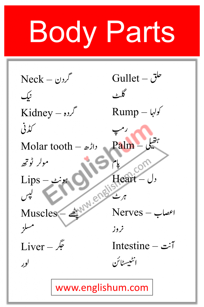 Parts of Body Names In Urdu And English PD