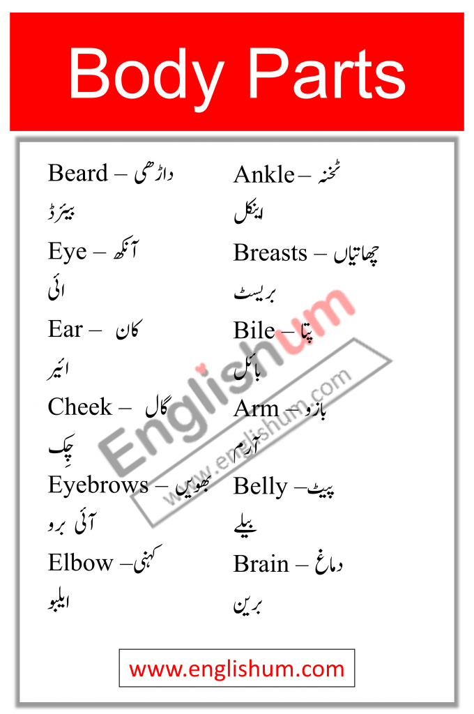 Parts of Body Names in Urdu and Hindi