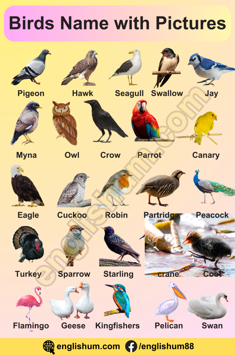 Birds Name Vocabulary in English and Urdu - Englishum