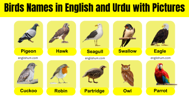 Birds Name Vocabulary in English and Urdu PDF