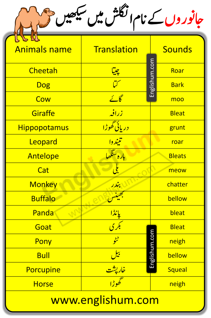 Name of Animals