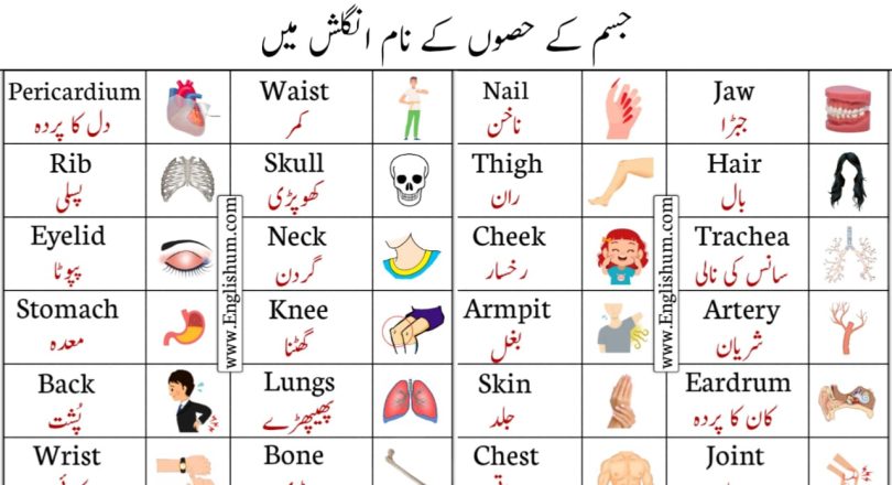 Parts of Body Vocabulary with Pictures