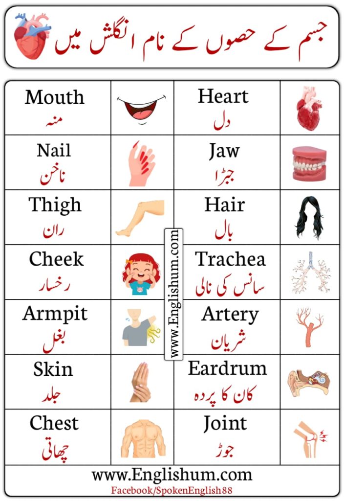 Parts of Body in English and Urdu